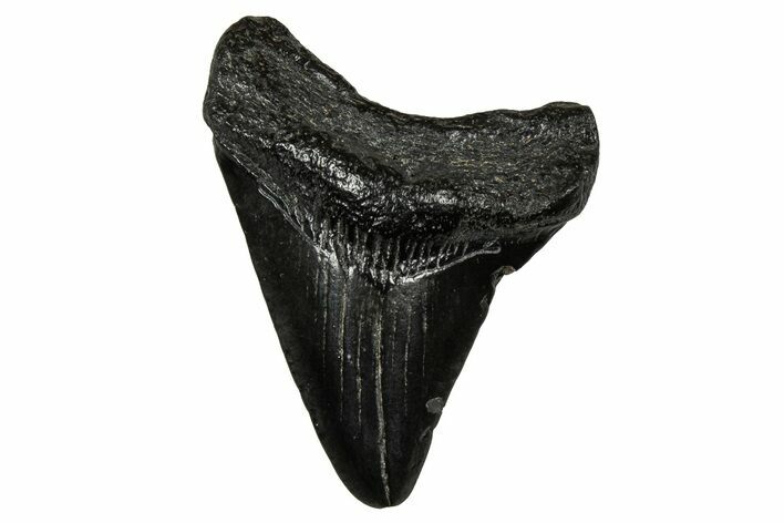Juvenile Megalodon Tooth - South Carolina #353295